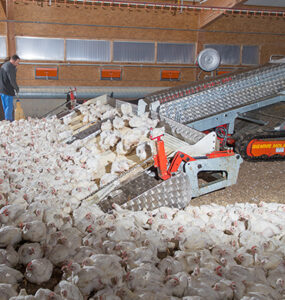 chicken harvester 5 285x300