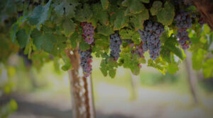 headerbg 300x167
